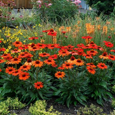 Echinacea KISMET® 'Intense Orange'