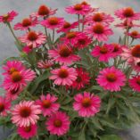 Echinacea KISMET™ 'Raspberry'