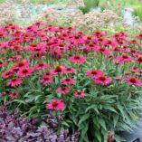 Echinacea KISMET™ 'Raspberry'