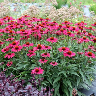 Echinacea KISMET® 'Raspberry'