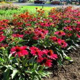 Echinacea KISMET™ 'Raspberry'