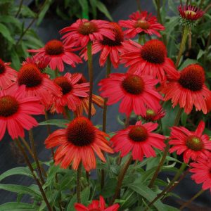 Echinacea KISMET™ 'Red'