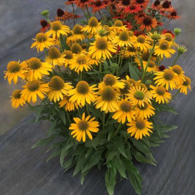 Echinacea KISMET® 'Yellow'