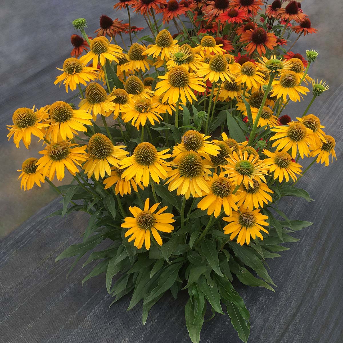 Echinacea KISMET™ Yellow