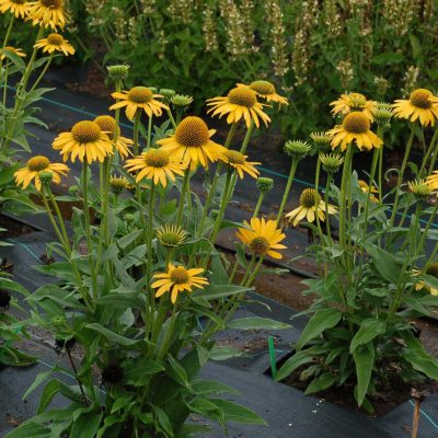 Echinacea KISMET® 'Yellow'