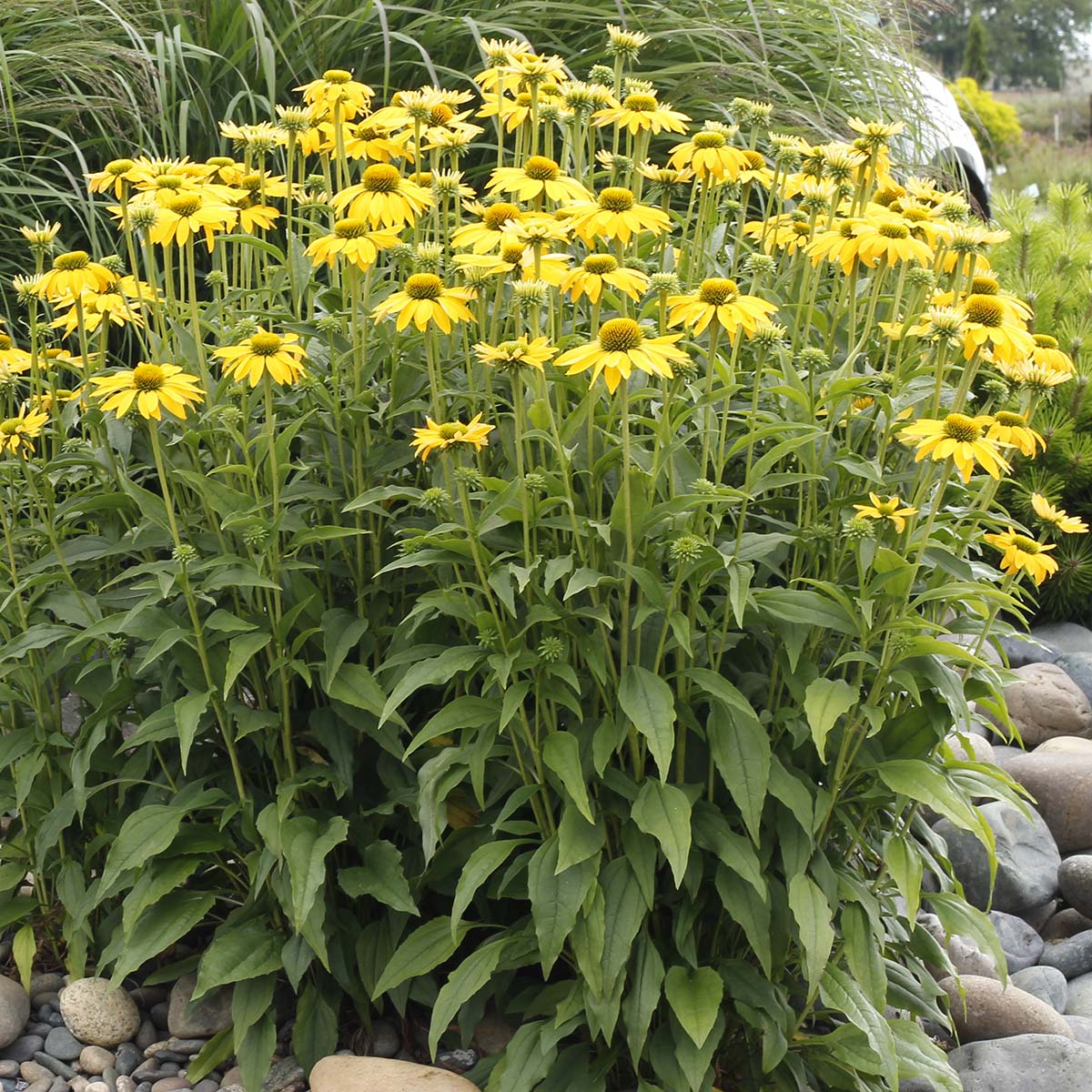 Echinacea 'Leilani'