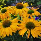 Echinacea 'Leilani'