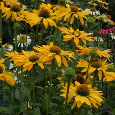 Echinacea 'Leilani'