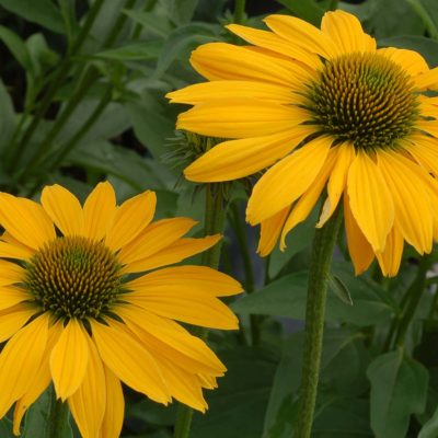 Echinacea 'Leilani'