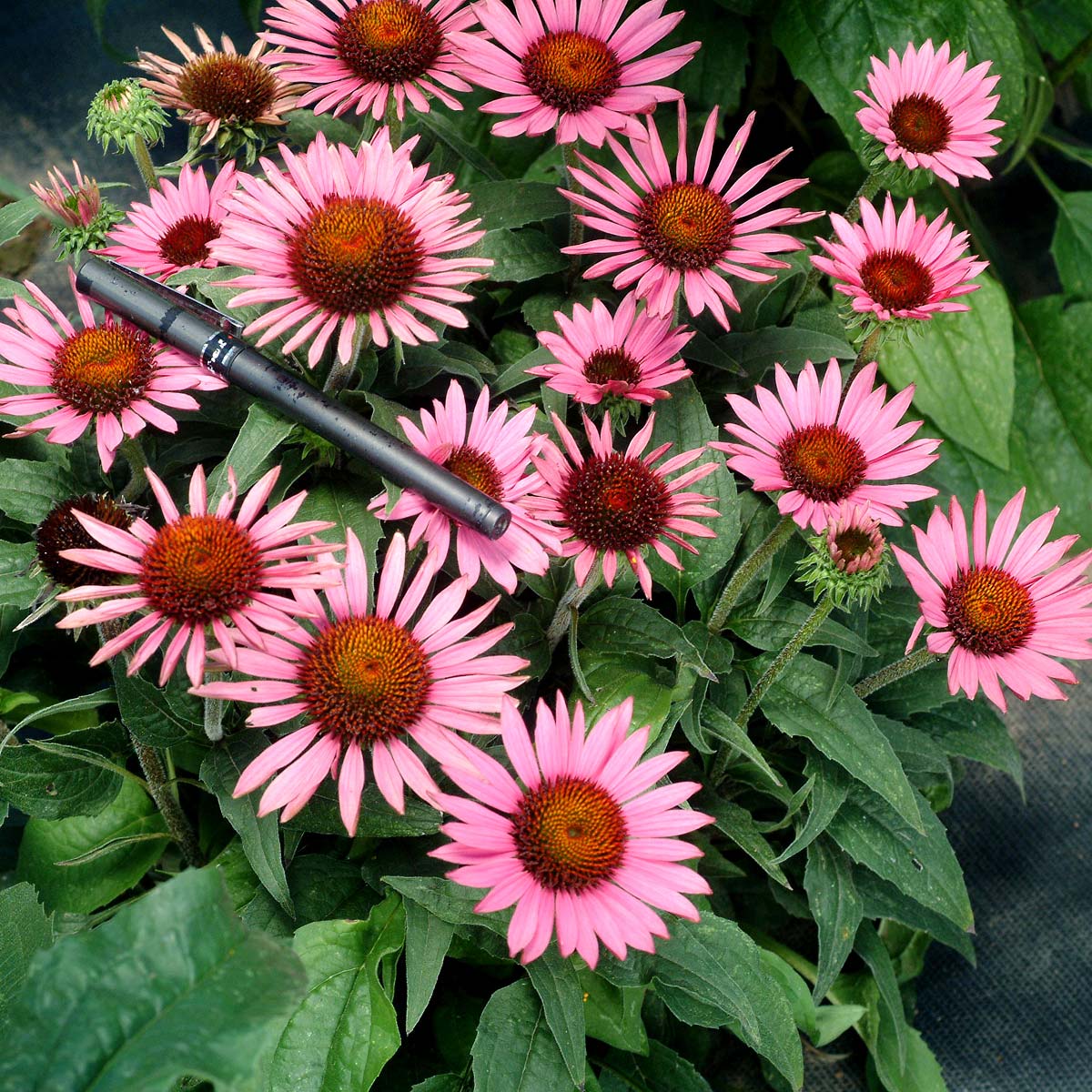 Echinacea 'Lilliput'