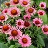 Echinacea 'Lilliput'