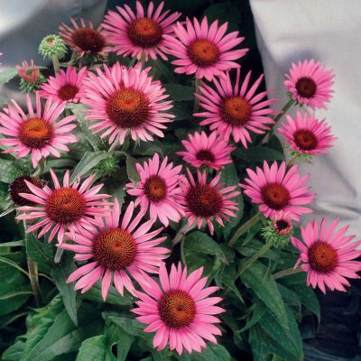 Echinacea 'Lilliput'