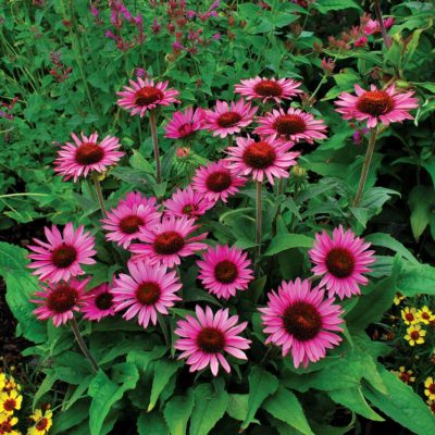 Echinacea 'Lilliput'