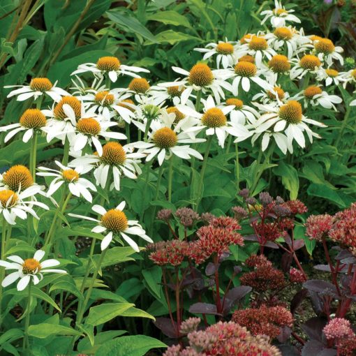 Echinacea 'Little Angel'