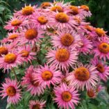 Echinacea 'Little Giant'