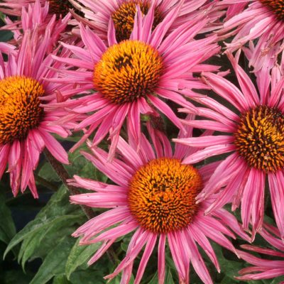 Echinacea 'Little Giant'