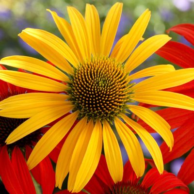 Echinacea 'Mac 'n' Cheese'