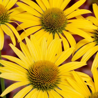 Echinacea 'Mac 'n' Cheese'