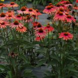 Echinacea 'Mama Mia'