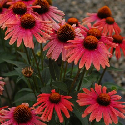 Echinacea 'Mama Mia'