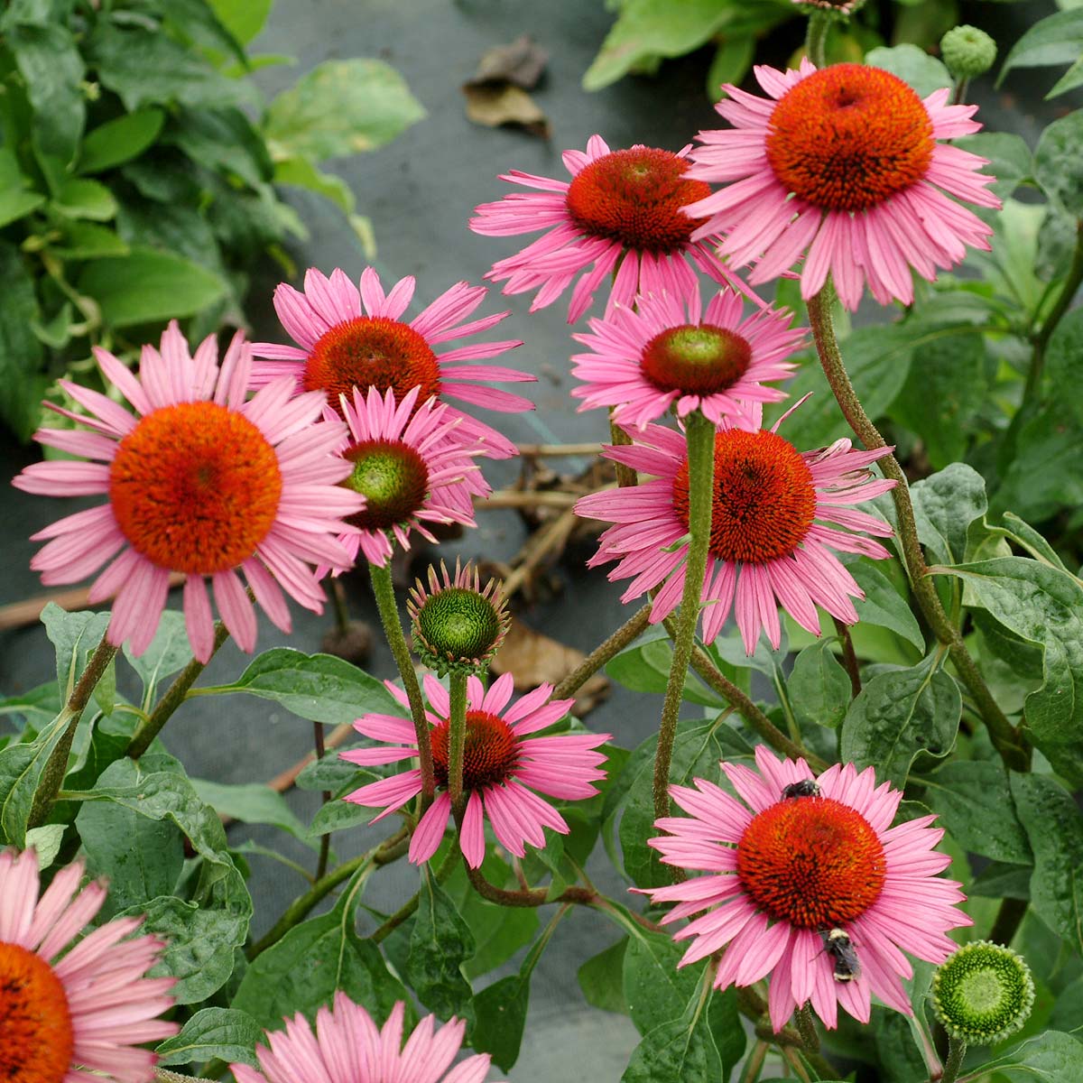 Echinacea 'Mars'