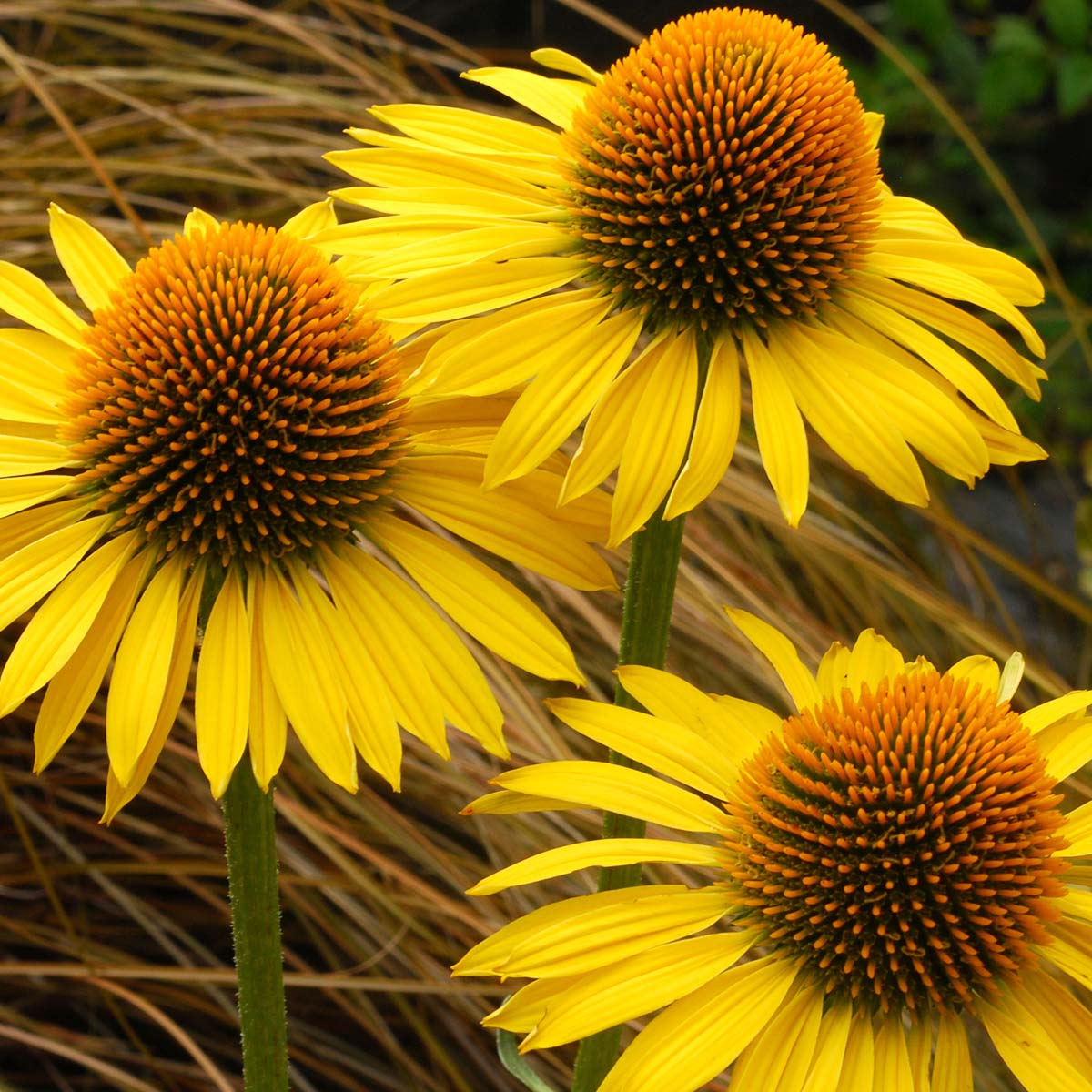 Echinacea 'Maui Sunshine'