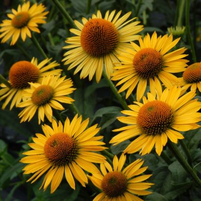 Echinacea 'Maui Sunshine'