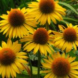 Echinacea 'Maui Sunshine'