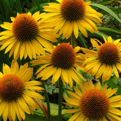 Echinacea 'Maui Sunshine'