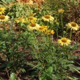 Echinacea 'Maui Sunshine'