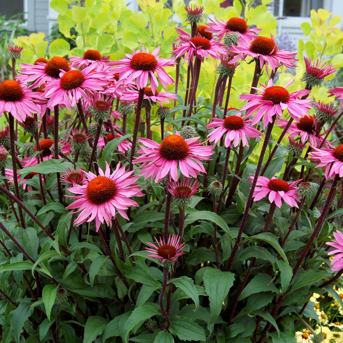 Echinacea 'Merlot'