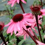 Echinacea 'Merlot'