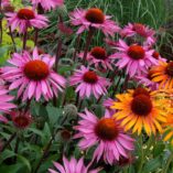 Echinacea 'Merlot'