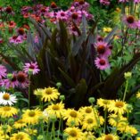 Echinacea 'Merlot'