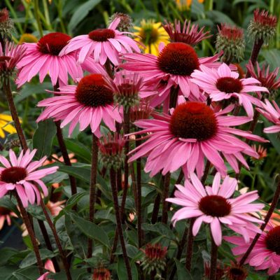 Echinacea 'Merlot'