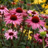 Echinacea 'Merlot'