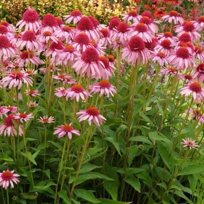 Echinacea 'Meteor Pink'