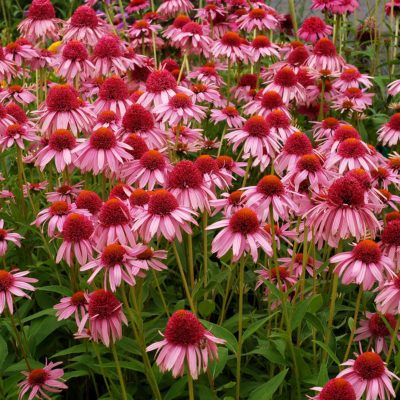 Echinacea 'Meteor Pink'