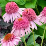 Echinacea 'Meteor Pink'