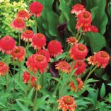 Echinacea 'Meteor Red'