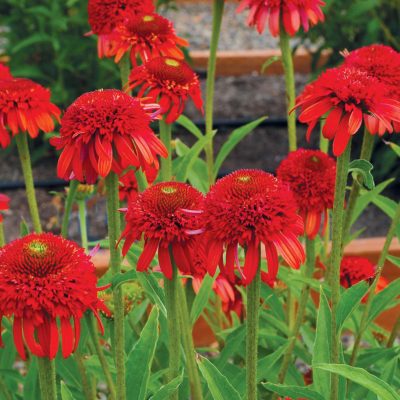 Echinacea 'Meteor Red'