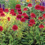 Echinacea 'Meteor Red'