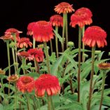 Echinacea 'Meteor Red'