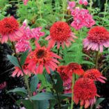 Echinacea 'Meteor Red'