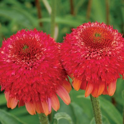 Echinacea 'Meteor Red'