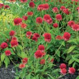 Echinacea 'Meteor Red'