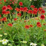 Echinacea 'Meteor Red'