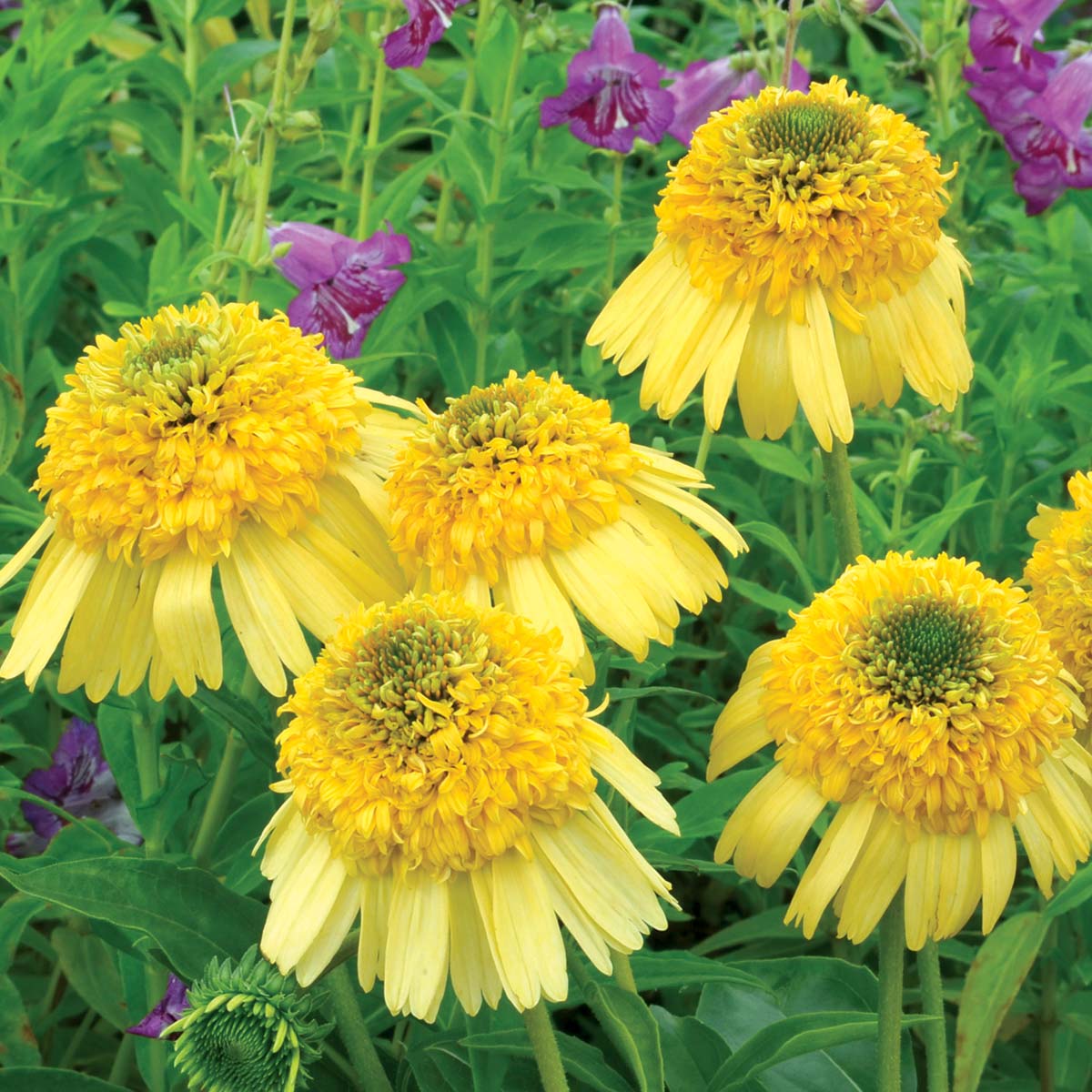 Echinacea 'Meteor Yellow'