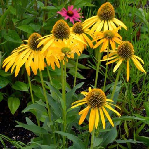 Echinacea 'Now Cheesier'