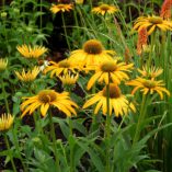 Echinacea 'Now Cheesier'